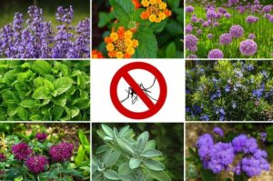 شركة رش حشرات بمكة